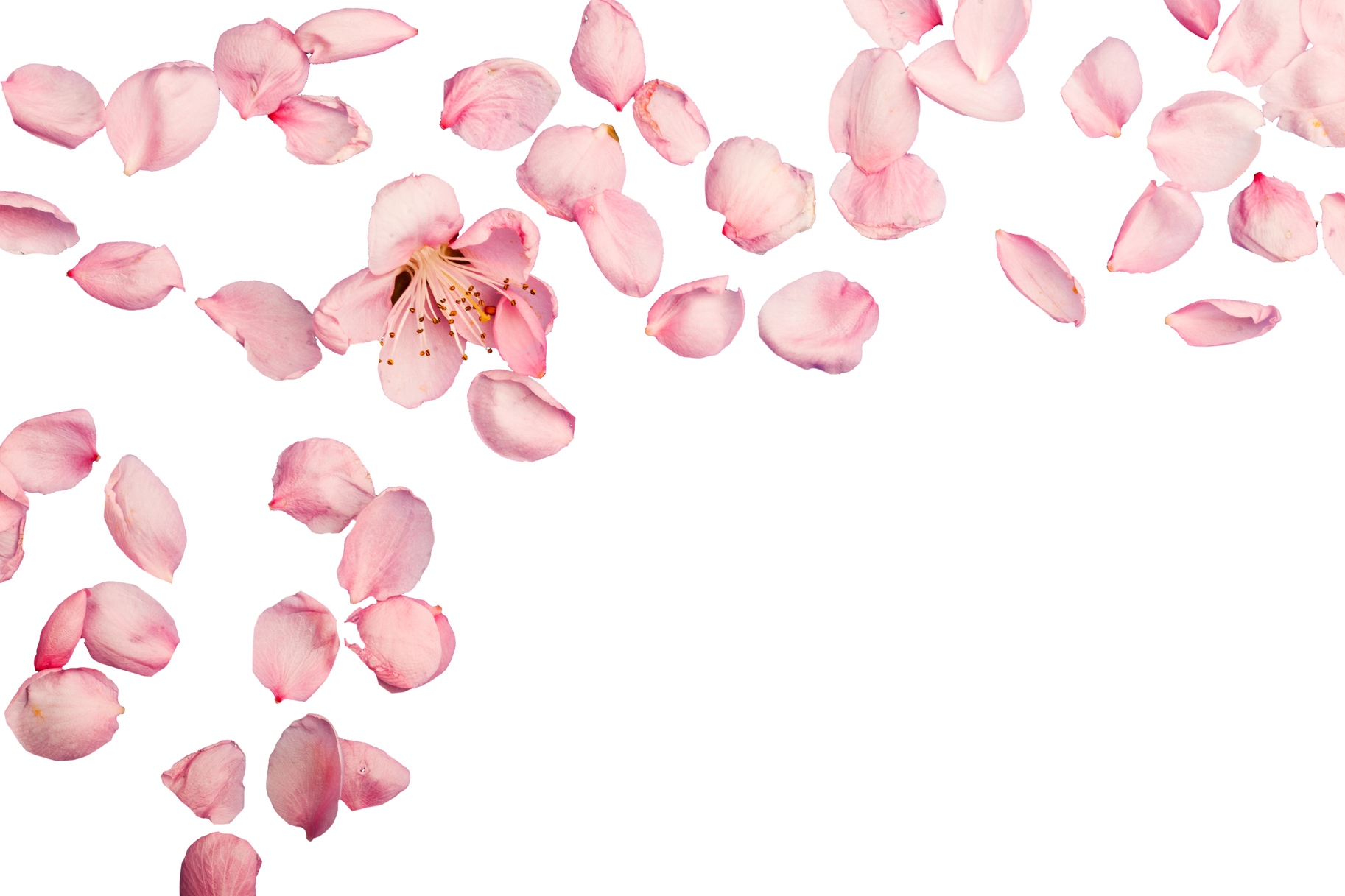 Pink Flower Background 